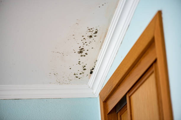 Best Commercial Mold Remediation in Atkins, AR